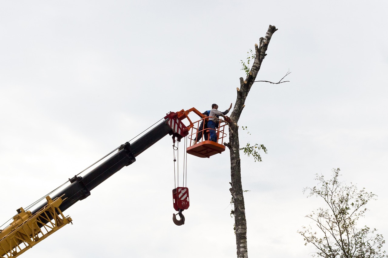 Different Types of Tree Trimming: Pruning Techniques for Specific Needs — featured image for this Tri-Cities blog article